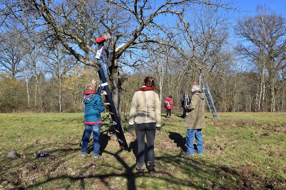 Formations sur la taille des arbres fruitiers au Domaine provincial de Chevetogne