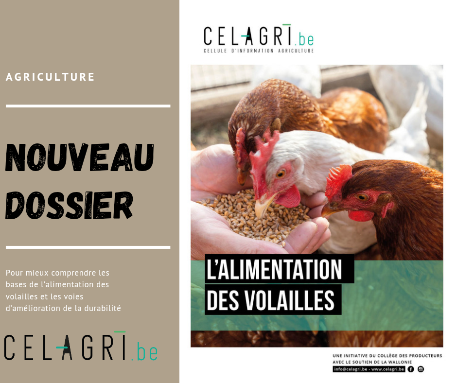 Le nouveau dossier de CELAGRI : l\'alimentation des volaille